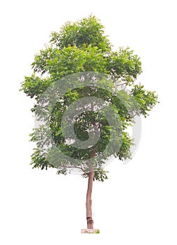 Margosa or Neem tree