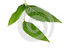 Margosa, nim or neem tree, genus Melia leaf isolated on white ba