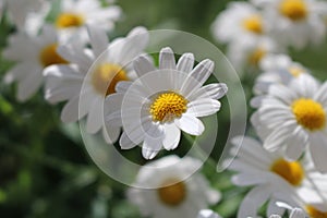 Marguerit