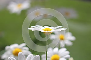 Marguerit