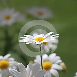 Marguerit