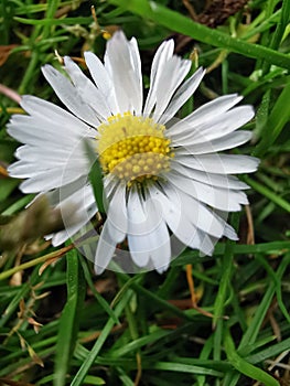 Marguerit in the grass