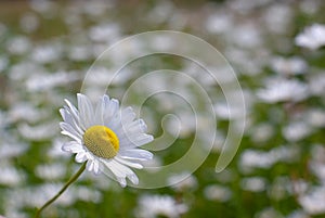 Marguerite