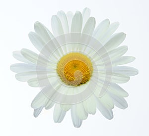 Marguerite