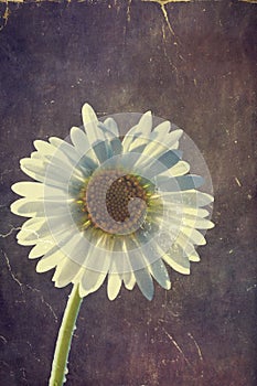 Marguerite