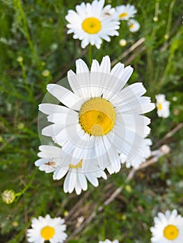 Marguerite