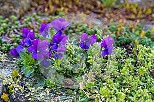 Marguerite daisies and blue flowers bloom next to the ivy in a flowerpot outdoors