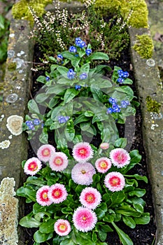 Marguerite daisies and blue flowers bloom next to the ivy in a flowerpot outdoors