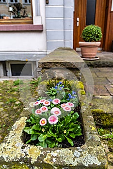 Marguerite daisies and blue flowers bloom next to the ivy in a flowerpot outdoors