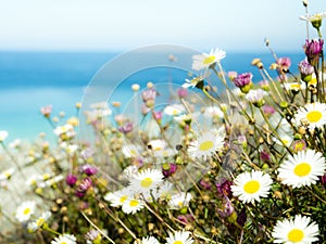 Marguerite Daisy photo