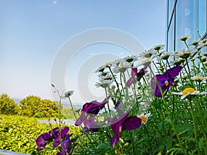 Marguerite daisy flower in Kochia Hill at Hitachi seaside park, Japan