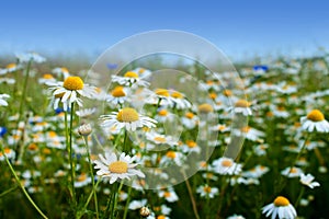 Marguerite daisy flowers photo