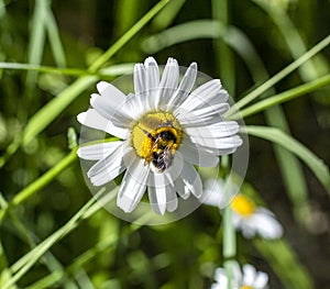 A Marguerite flower with a bee feeding