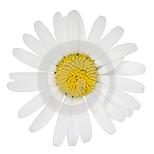 Marguerite flower