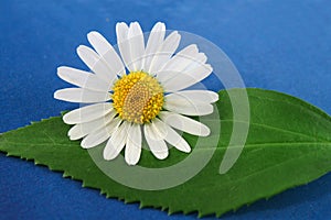 Marguerite flower and a leaf photo