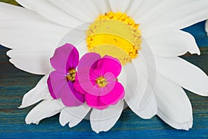 A marguerite flower reigns with two small wild fuchsia flowers