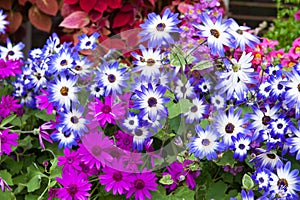 Marguerite flowers