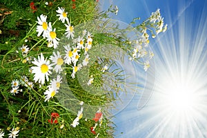 Marguerite in grain photo