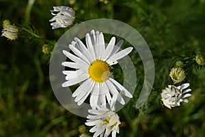 Marguerite photo