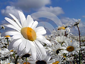 Marguerite Sea photo