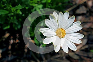 Marguerite Tree Daisyï¼ŒArgyranthemum Frutescens