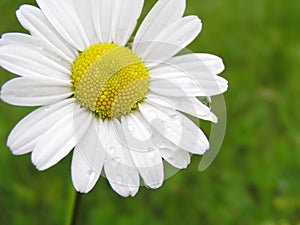 Marguerite with water drops photo