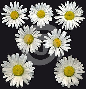 MargueriteBlossoms