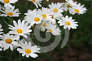 Marguerites