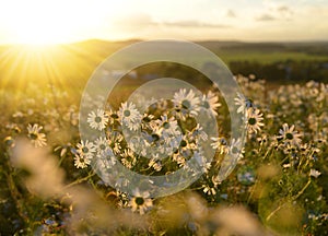 Marguerites on meadow at sunset.