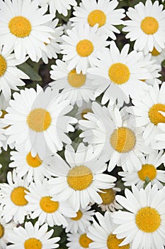 Marguerites in summer, filling the frame