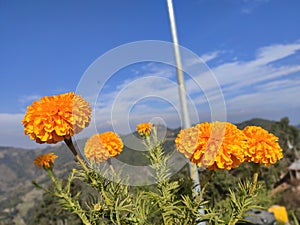 Mari Gold Flower with mountain background