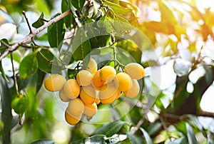 Marian plum fruit in marian plum tree in the garden tropical fruit orchard, Name in Thailand Sweet Yellow Marian Plum Maprang