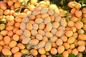 Marian plum fruit in the market tropical fruit , Name in Thailand Sweet Yellow Marian Plum Maprang Plango or Mayong chid