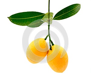Marian plum fruit on white background