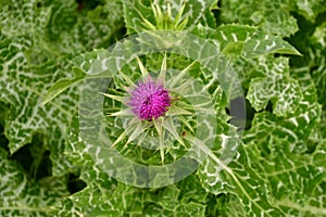 Marian thistle with flower in a German garden