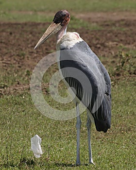 Maribou stork