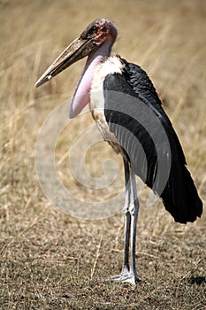 Maribou Stork