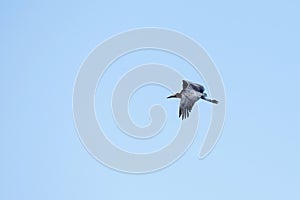 Maribou Stork - Chobe N.P. Botswana, Africa