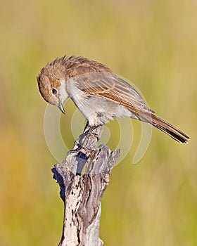 Marico Flycatcher
