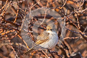 Marico flycatcher, in Kgalagadi Transfrontier Park, South Africa photo