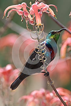 Marico Sunbird photo