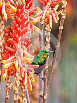 Marico sunbird, Cinnyris mariquensis. Madikwe Game Reserve, South Africa