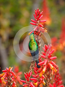 Marico sunbird, Cinnyris mariquensis. Madikwe Game Reserve, South Africa