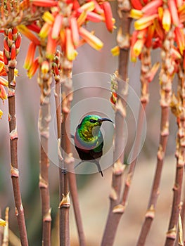 Marico sunbird, Cinnyris mariquensis. Madikwe Game Reserve, South Africa