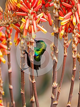 Marico sunbird, Cinnyris mariquensis. Madikwe Game Reserve, South Africa