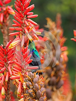 Marico sunbird, Cinnyris mariquensis. Madikwe Game Reserve, South Africa