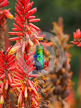 Marico sunbird, Cinnyris mariquensis. Madikwe Game Reserve, South Africa