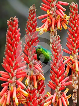 Marico sunbird, Cinnyris mariquensis. Madikwe Game Reserve, South Africa