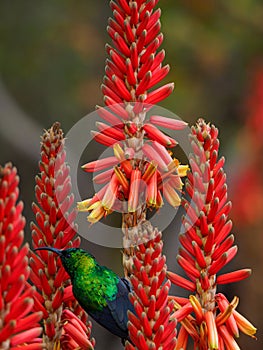 Marico sunbird, Cinnyris mariquensis. Madikwe Game Reserve, South Africa