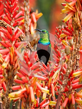 Marico sunbird, Cinnyris mariquensis. Madikwe Game Reserve, South Africa